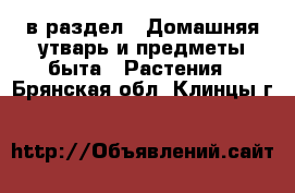  в раздел : Домашняя утварь и предметы быта » Растения . Брянская обл.,Клинцы г.